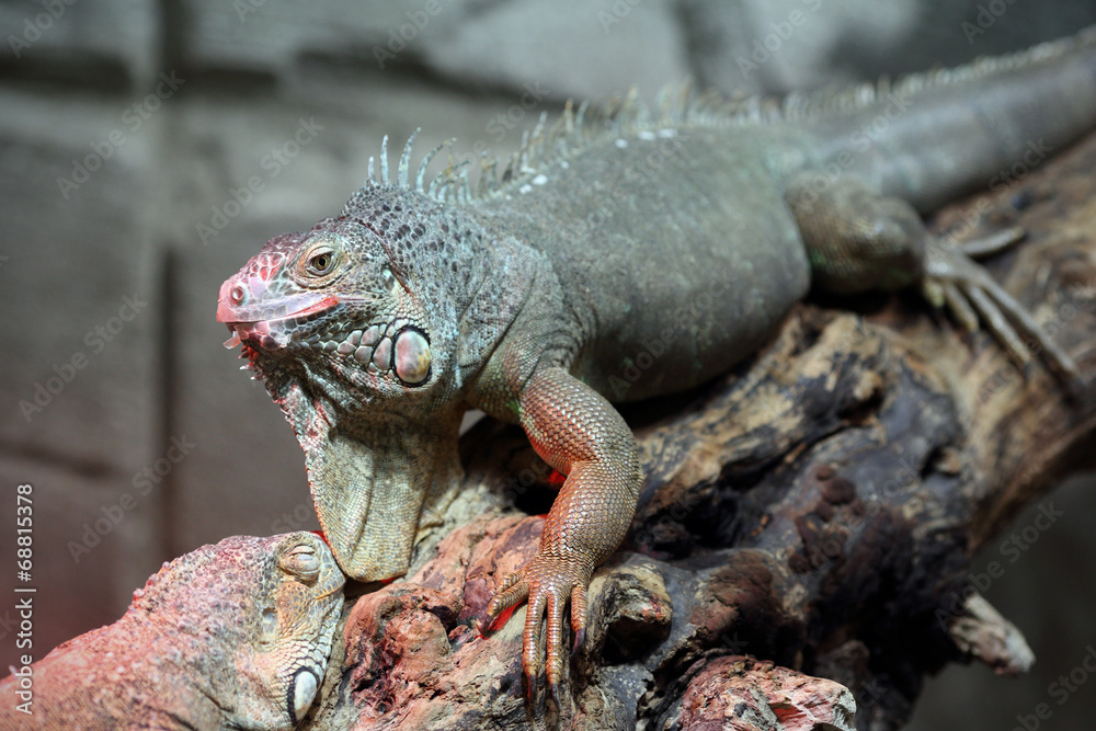 Fototapeta premium Green iguana, Iguana iguana