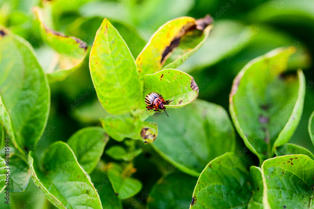 Naklejka premium Potato beetle on the leaf