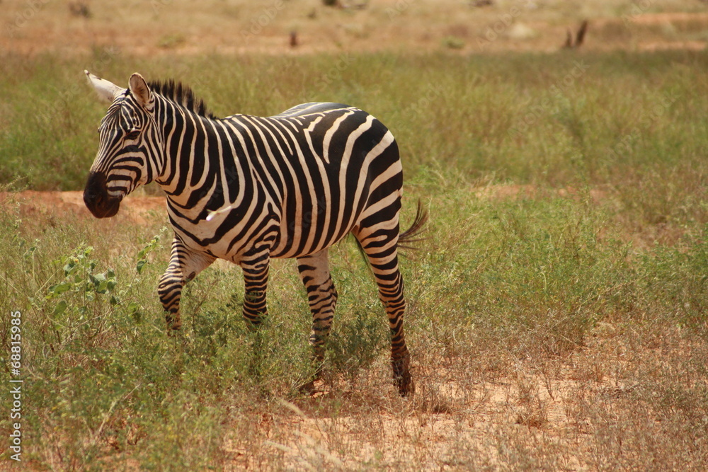 grasendes Zebra grasendes Zebra