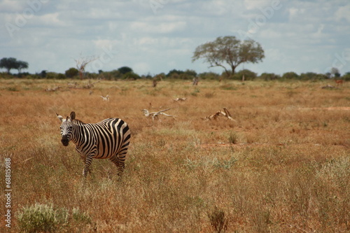 Zebra in Pr  rie