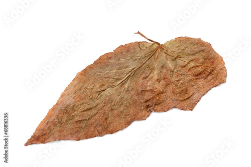 Lonely yellow leaf, isolated on a white background