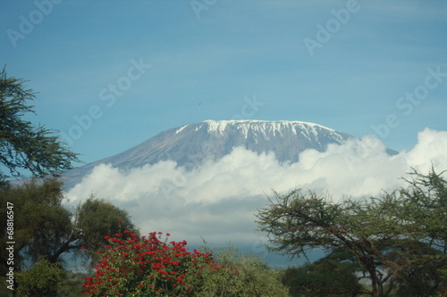 Kilimanjaro mit blüten