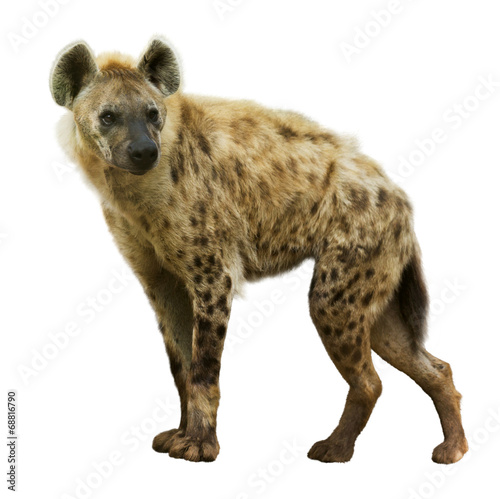 Canvas Print Spotted hyena