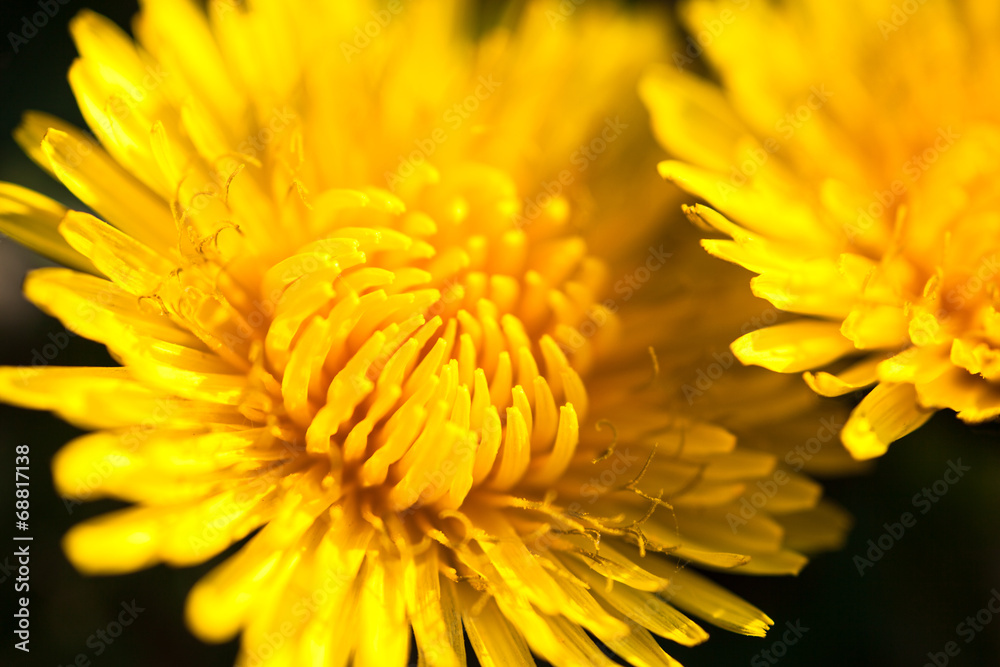Closeup of two blooming yellow dandelion flowers Closeup of two blooming yellow dandelion flowers