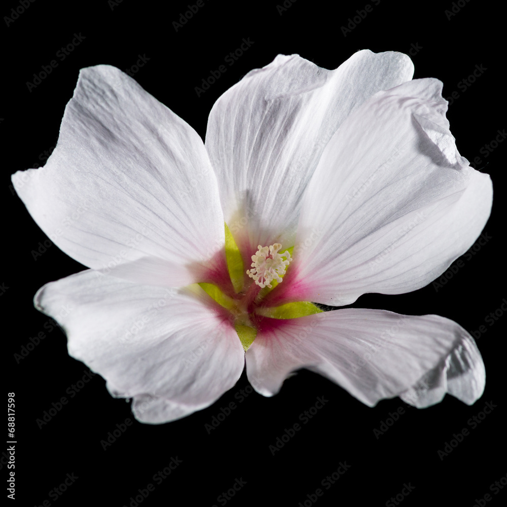 Lavatera Lavatera
