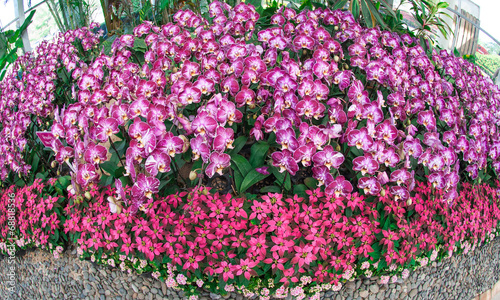 Pattern of pink and violet orchid plant