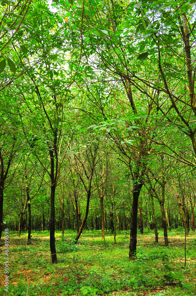 rubber tree