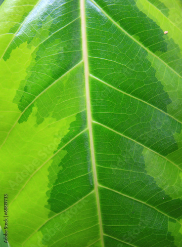 leaf texture close-up