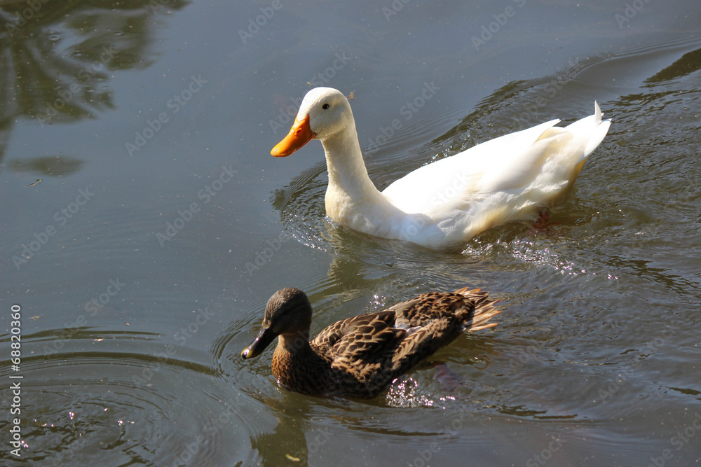 Ducks Swimming in Pond