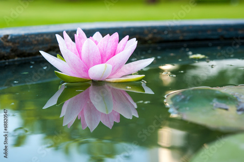 A beautiful pink waterlily or lotus flower in pond