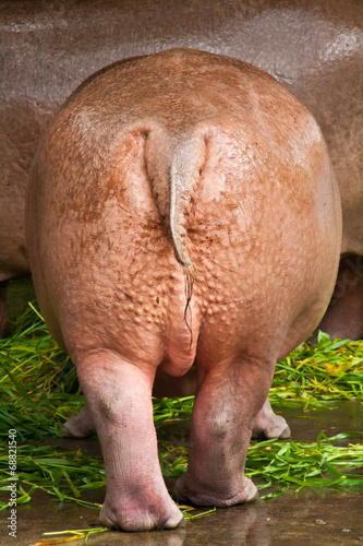 Hippopotamus Tail