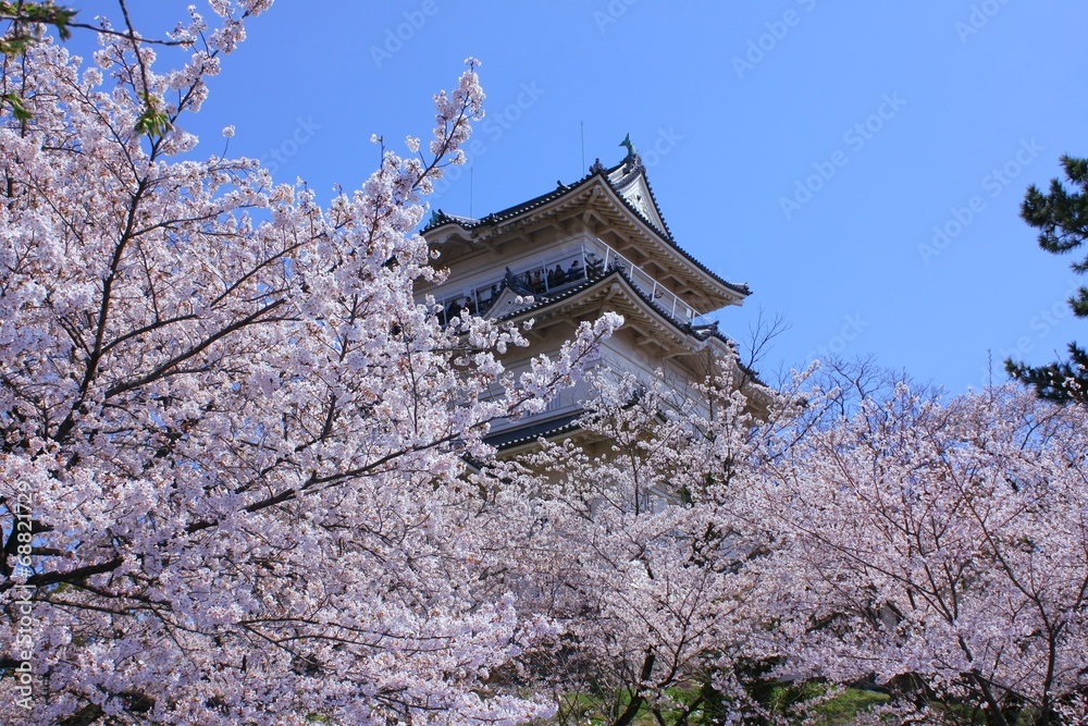 小田原城 桜