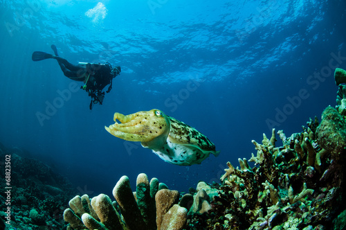 Broadclub cuttlefish Sepia latimanus in Gorontalo, Indonesia.