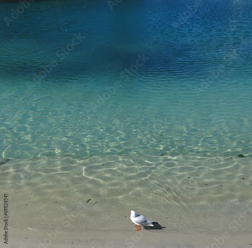 white sea bird with sea water beach background