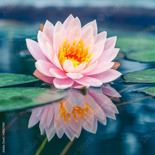 Fototapet A beautiful pink waterlily or lotus flower in pond