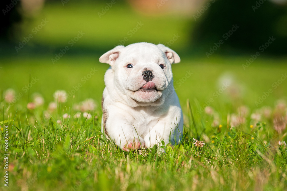 Funny english bulldog puppy running