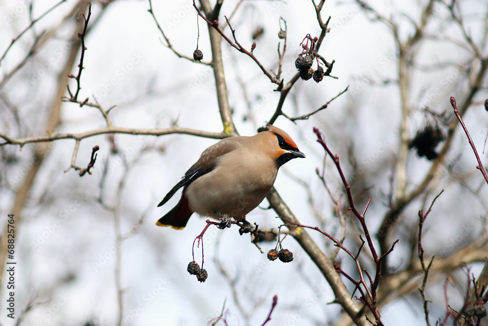 Waxwing on branches without leaves