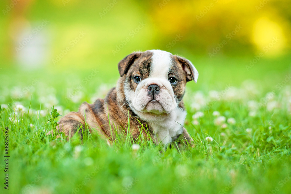 English bulldog puppy sitting in flowers