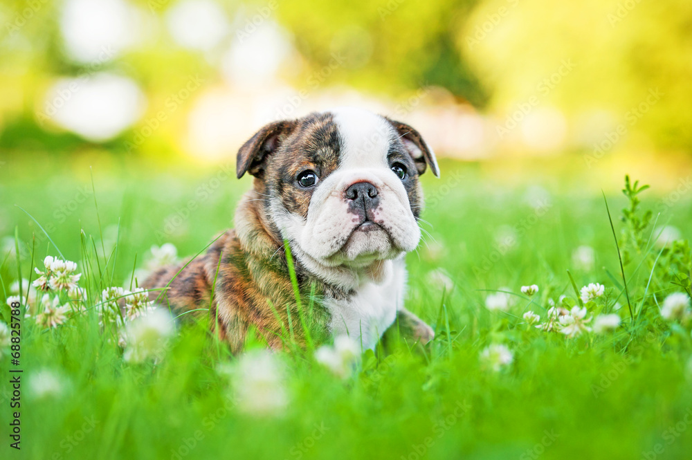 English bulldog puppy sitting in the grass