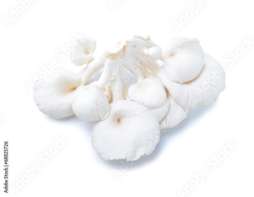 mushroom on white background