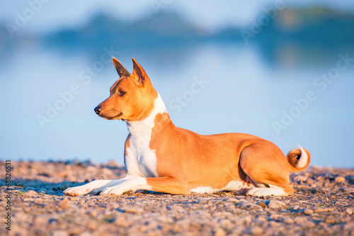 Basenji dog lying on the beach
