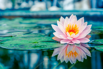 Papier peint photo Fleur de lotus Lotus rose avec reflet aquatique  © stnazkul