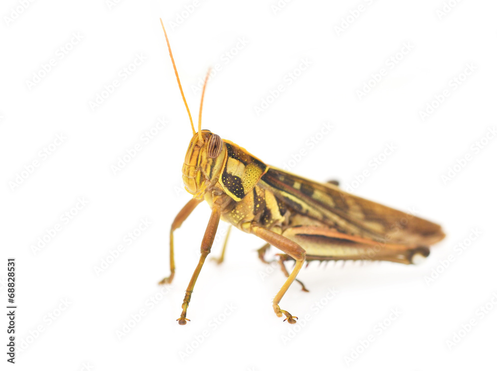 Fototapeta premium Grasshopper