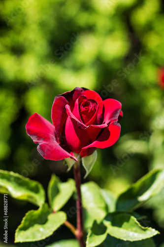 red rose  in the garden