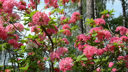 Wallpaper Mural Panorama of pink rhododendron flower blooms and blurred people Torontodigital.ca