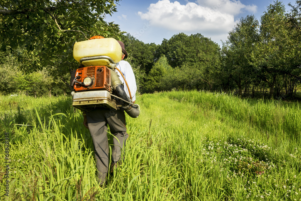 Senior farmer spraying the orchard
