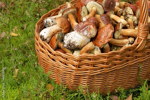 Mushrooming, wicker basket full of mushrooms