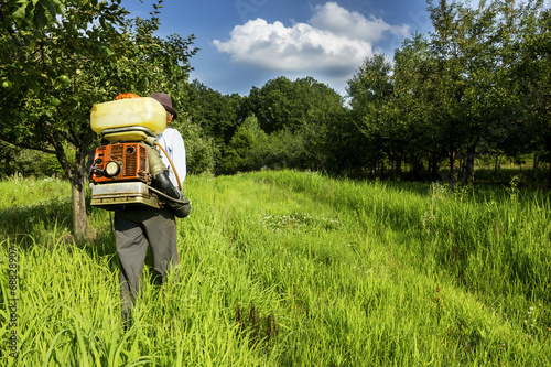 Senior  farmer spraying the orchard