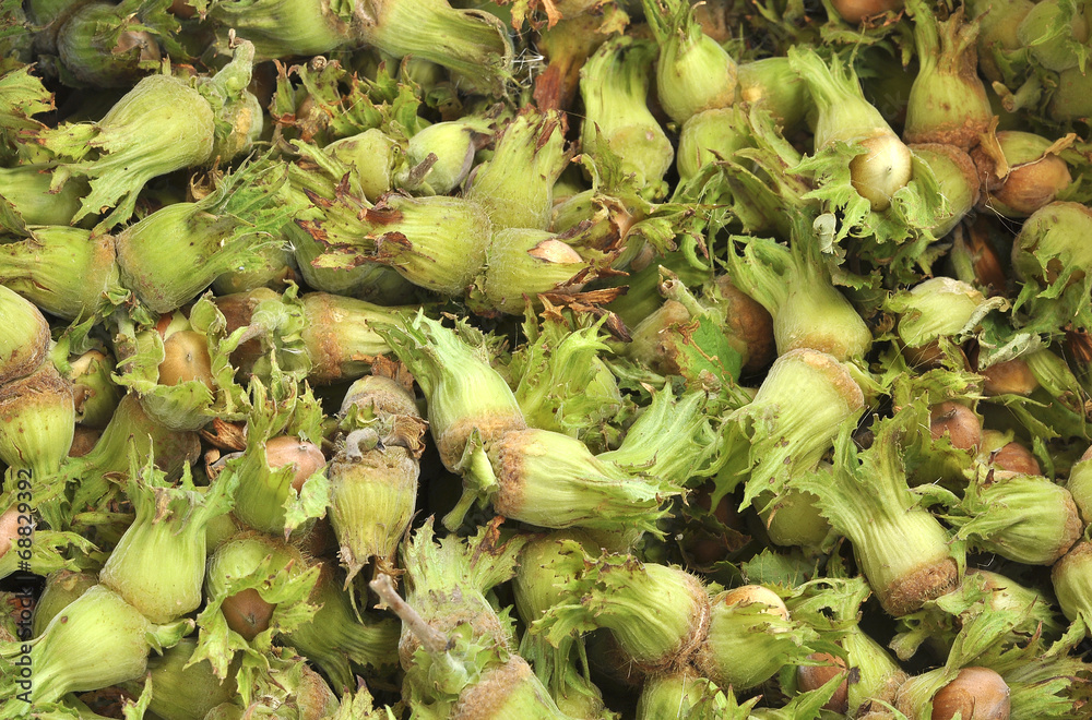 Background of ripe raw hazelnuts green closeup Background of ripe raw hazelnuts green closeup