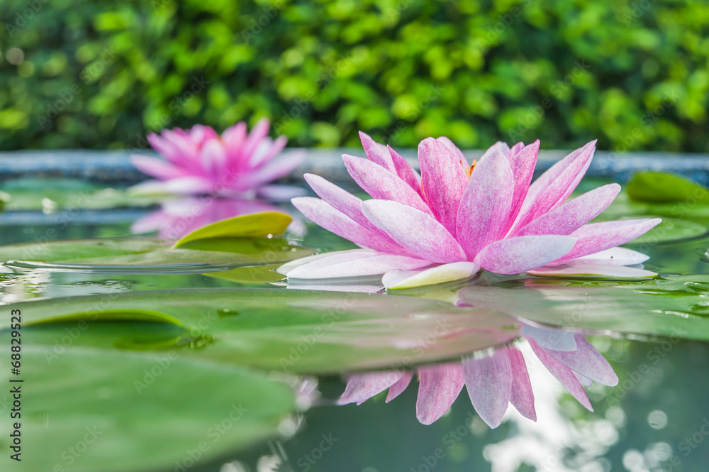 Beautiful Pink Lotus, water plant with reflection in a pond Beautiful Pink Lotus, water plant with reflection in a pond
