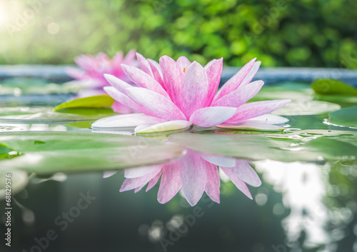 Beautiful Pink Lotus  water plant with reflection in a pond