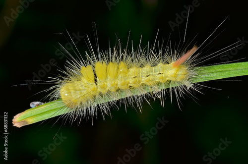 Haired yellow caterpillar 5