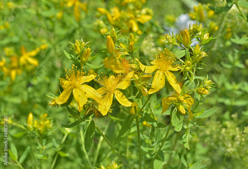 Medicinal herb hypericum 3