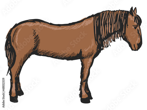 horse
