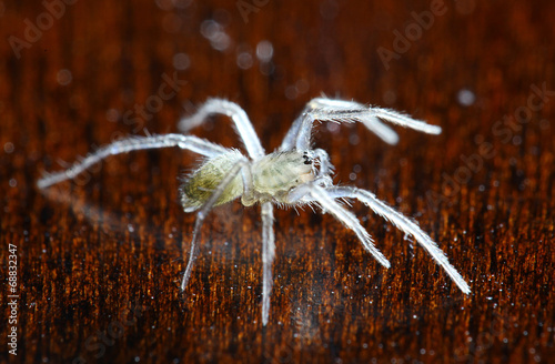 small white spider