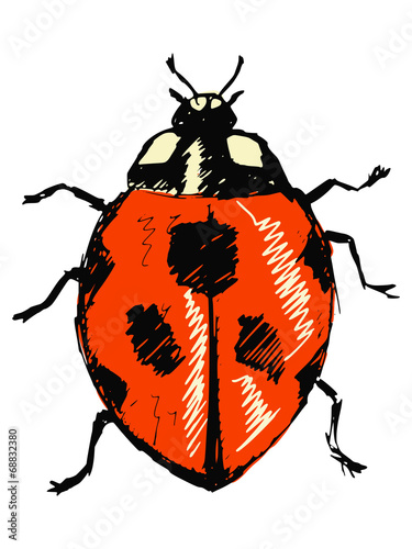 ladybird