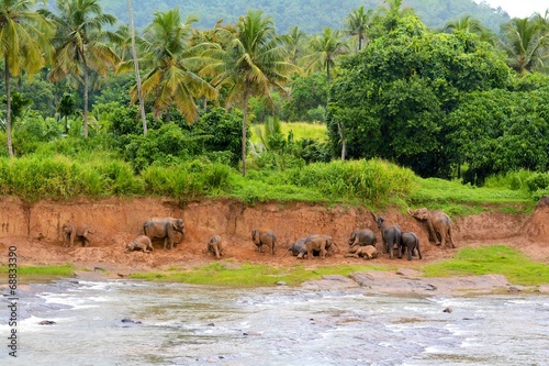 troupeau d'éléphants sri lanka pinnawala