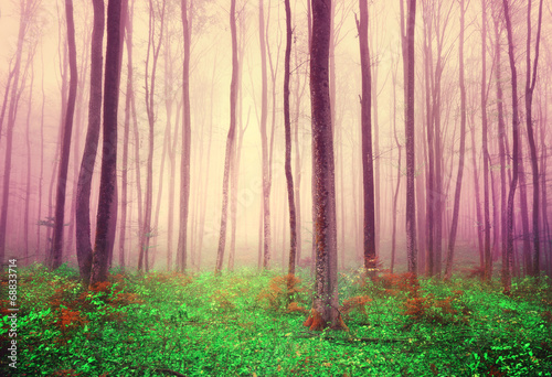 Fantasy forest trees background