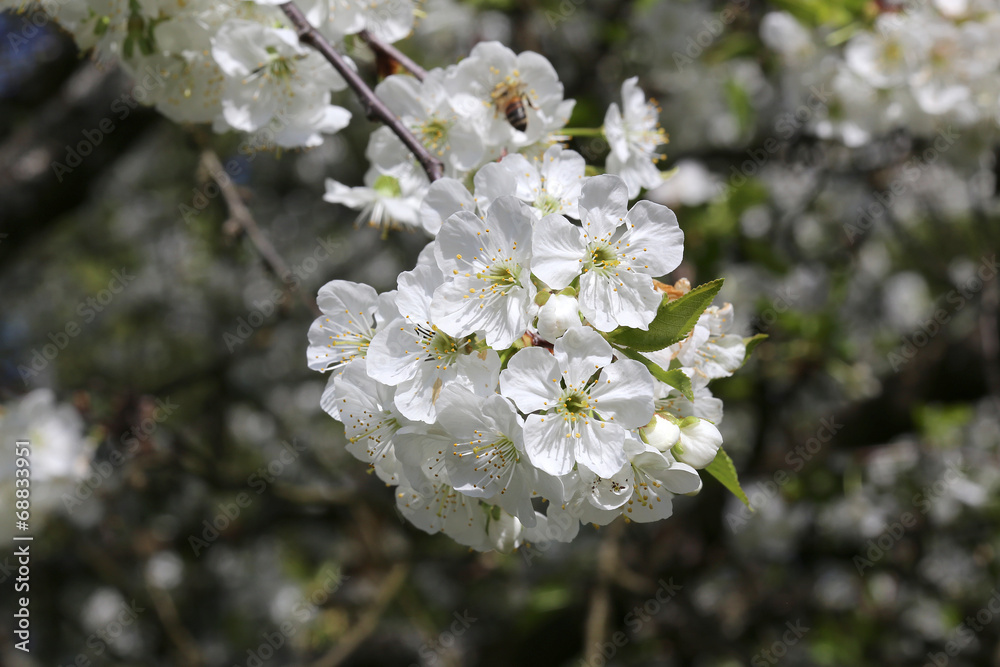 Obraz premium Cerisier en fleur