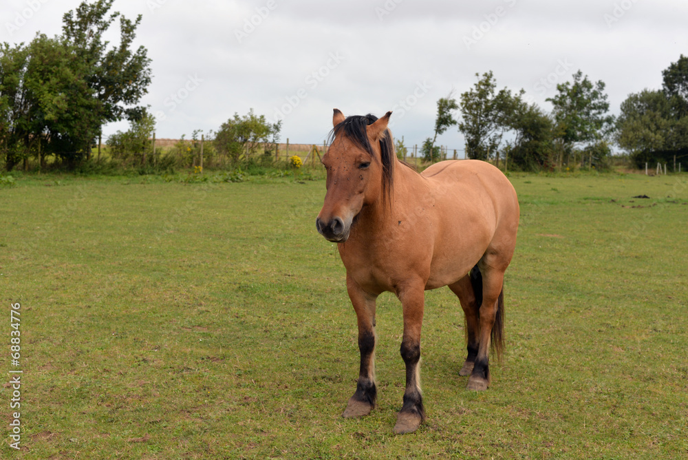 Fototapeta premium poney