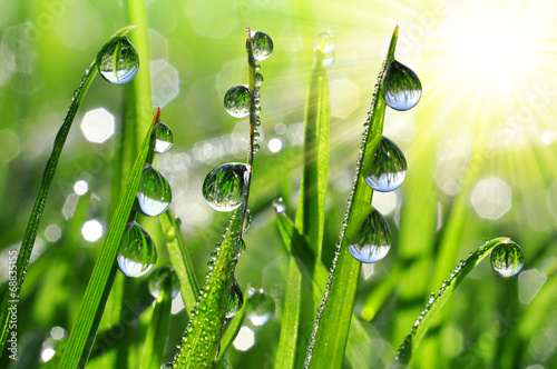 Stampa su Tela Fresh grass with dew drops close up