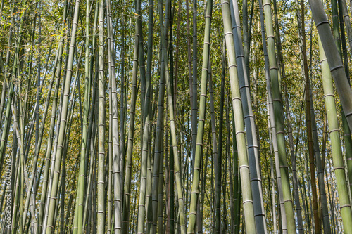 Bamboo forest at Arashiyama