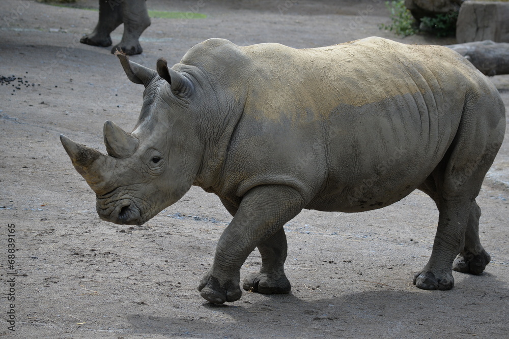Fototapeta premium Le rhinocéros
