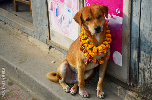 Kukur Tihar (worship of dog) in Tihar Deepawali festival