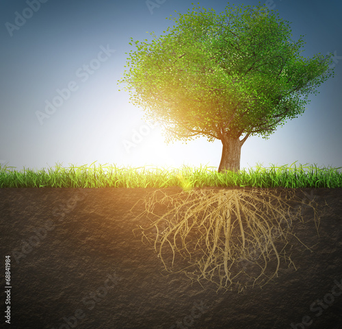 Fototapeta tree with roots