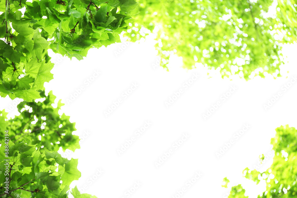 Fototapeta premium Beautiful spring leaves on tree, outdoors